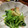 miyoopy's cooksnap of when they made サクサク油揚げと三つ葉と人参のお浸し.