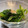 みずまんじゅう♪'s cooksnap of when they made 冷凍ほうれん草で！1分以内おひたし！.