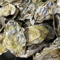 ひよこのおにぎり's cooksnap of when they made 超楽々 殻付き牡蠣で酒蒸し牡蠣作ります.