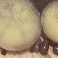 クックTHM5YF☆'s cooksnap of when they made さつまいものいとこ煮.