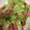 snow012's cooksnap of when they made 簡単＊レタスとボロニアソーセージ炒め＊.