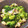 あーこ姐's cooksnap of when they made 簡単★マッシュルームとブロッコリーの炒め.