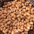 米の華's cooksnap of when they made 圧力鍋でほくほく蒸し大豆.