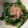 ベティ３'s cooksnap of when they made 菜の花のお浸し.