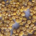 くむちん's cooksnap of when they made 使いきれない缶詰のホールコーンを冷凍保存.