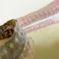 ♡マッキークッキング's cooksnap of when they made 魚【ハッカク】捌いてみた.
