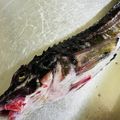 ♡マッキークッキング's cooksnap of when they made 魚【ハッカク】捌いてみた.