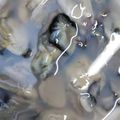 ささささ＆＊'s cooksnap of when they made 驚き！冷凍牡蠣をぷりぷりに解凍する方法.