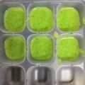 クックHTTUKC☆'s cooksnap of when they made ブロッコリー ペースト* 離乳食初期.