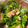 クックBF75TW☆'s cooksnap of when they made 菜の花と炒めベーコンのマスタード和え.