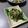 ★ゴンぎつね★'s cooksnap of when they made ほうれん草とツナのごま和え【作り置き】.
