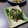 ★ゴンぎつね★'s cooksnap of when they made ほうれん草とツナのごま和え【作り置き】.