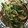春風★★★★★'s cooksnap of when they made ニラともやしのとろとろ挽肉あん炒め.
