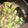 ゆきふるる's cooksnap of when they made お肉柔らか♪豚こまとチンゲン菜の炒め物.