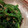 sei460407's cooksnap of when they made ほうれん草の胡麻和え.