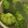 ヨシヨッシー's cooksnap of when they made 茎まで美味しいブロッコリーの茹で方.