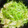 ミント🌿's cooksnap of when they made 半夏生に♪タコと水菜の中華風ごま和え.