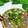 mielle's cooksnap of when they made 簡単^ - ^タラの芽の天ぷら.