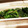 ダッフィーニーうに's cooksnap of when they made ほうれん草の下ゆで.