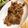 はっさく2021's cooksnap of when they made （たまねぎ糀）玉ねぎ糀のしょうが焼き.