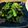 ばたみそーぱん☆'s cooksnap of when they made ほうれん草救済！海苔入りナムル☆作り置き.