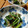 tamispada's cooksnap of when they made 小松菜ともやしの塩こんおかか和え.