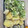 03karin's cooksnap of when they made ふきのとう天ぷら.