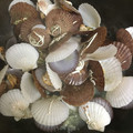 クックSNC71R☆'s cooksnap of when they made 殻付きベビーほたてのバター酒蒸し☆.