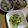 よちりん's cooksnap of when they made 菜の花と卵のサラダ.
