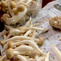 MULA's cooksnap of when they made うみ家～しめじの石づきの取り方～.