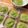お抹茶らぶ's cooksnap of when they made ブレンダーで離乳食☆ブロッコリー.