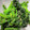 クックH86AFM☆'s cooksnap of when they made 【ほうれん草のお浸し】.