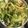 はちみつココア's cooksnap of when they made セロリーとベーコンのカリカリ炒め.