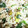 クックPKD3NI☆'s cooksnap of when they made 農家ママのネギごはん.