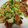 ヨシヨッシー's cooksnap of when they made 柔らかささみのネギ塩チキン.