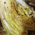saki1010's cooksnap of when they made ナチュラルに味わう、焼き白菜.