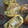 クック766L8K☆'s cooksnap of when they made ✿ねぎ＊海苔＊桜えびの卵焼き✿.