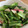 ポメちょん's cooksnap of when they made 小松菜とかまぼこのにんにく炒め.