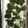 ☆ayami☆26's cooksnap of when they made 青さ海苔の天ぷら.