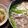 まこパパ's cooksnap of when they made 小松菜の豚しゃぶ一人鍋　おろしポン酢で.
