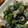さぁ★たぁ★'s cooksnap of when they made 菜の花と豚肉のマヨネーズ炒め.
