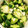 ♪ミチル♪'s cooksnap of when they made 胡瓜の中華風漬物.
