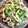 やっちゃんキッチン☆'s cooksnap of when they made 豆苗と平茸のマヨネーズ炒め.