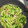 willmaki's cooksnap of when they made 新潟のお母さんの味★煮菜.