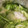 りお５１０'s cooksnap of when they made 塩こんぶと白菜の簡単副菜.