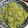 木製のきんもくせい's cooksnap of when they made おらとこの「ふき味噌」　（ふきのとう味噌.