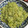 木製のきんもくせい's cooksnap of when they made おらとこの「ふき味噌」　（ふきのとう味噌.