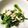 かなちん0807's cooksnap of when they made 菜の花とささみの辛子和え♪.