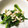 かなちん0807's cooksnap of when they made 菜の花とささみの辛子和え♪.