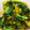 fuka6616's cooksnap of when they made 菜の花のからし和え.